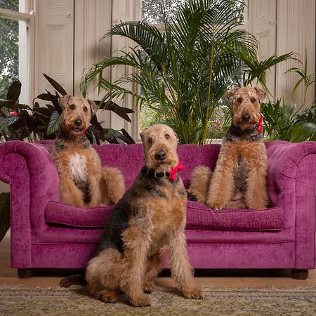 Clone Country House 어흐림 외부 사진 Airedale Terriers