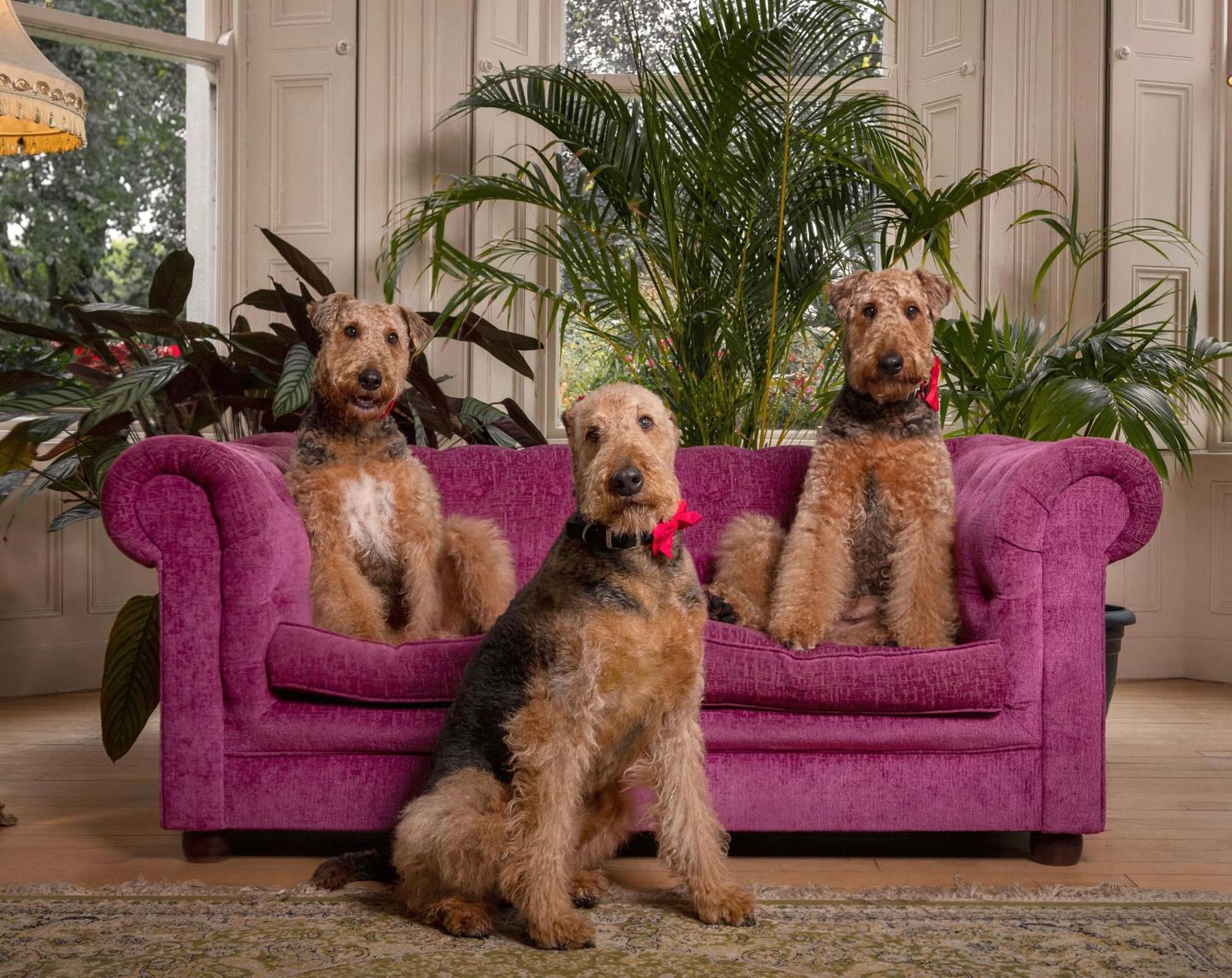 Clone Country House 어흐림 외부 사진 Airedale Terriers