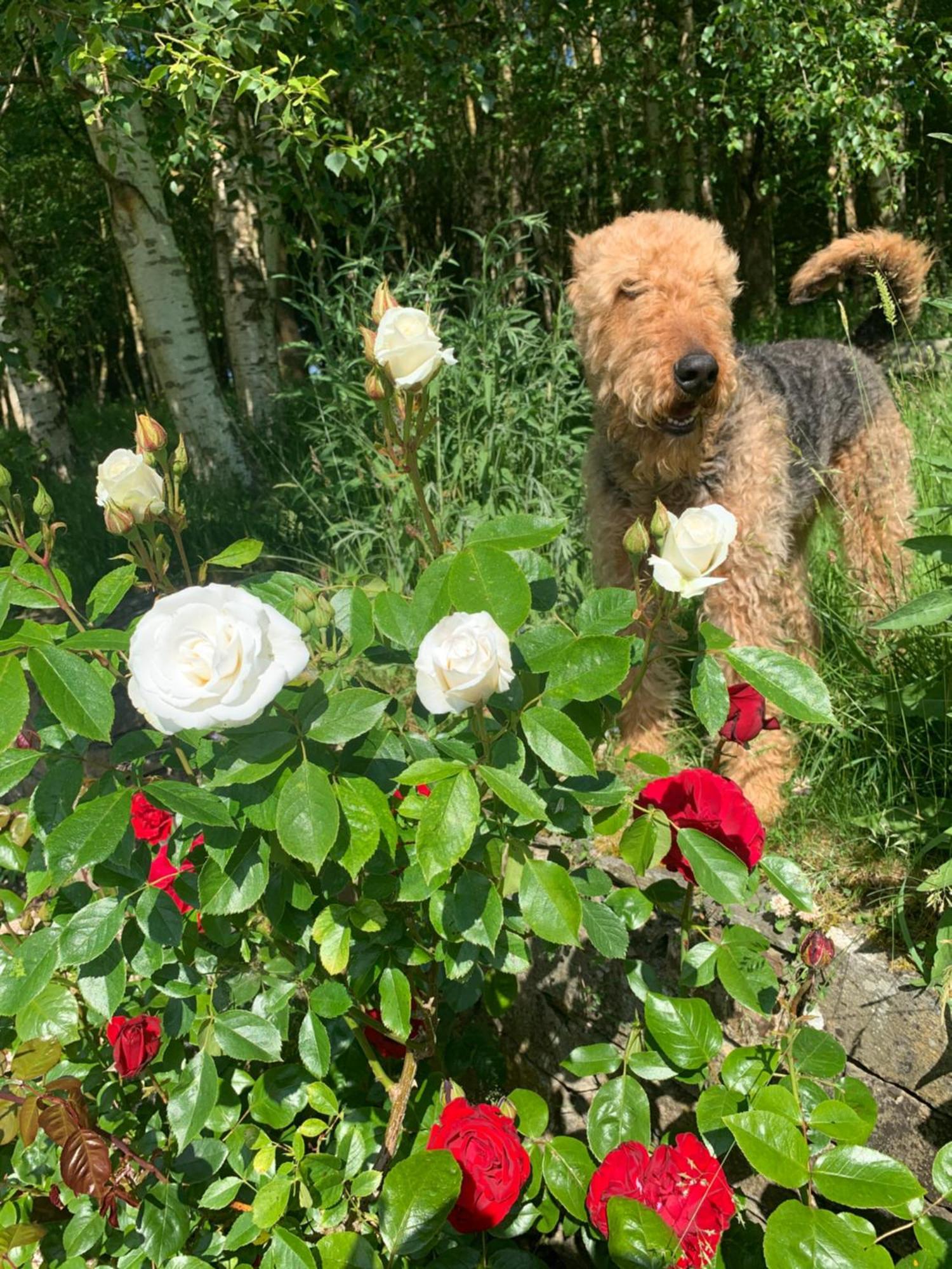 Clone Country House 어흐림 외부 사진 A dog in the rose garden
