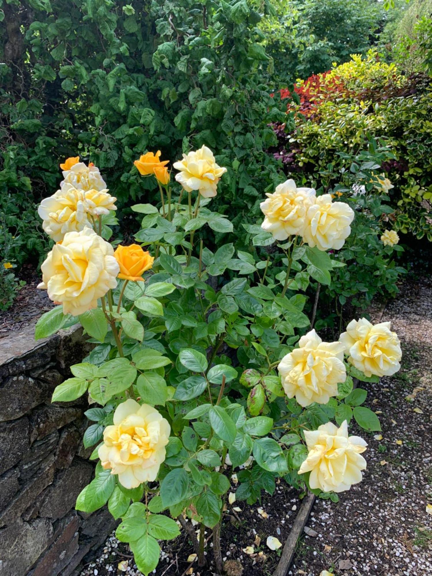 Clone Country House 어흐림 외부 사진 Rosa 'King's Ransom'