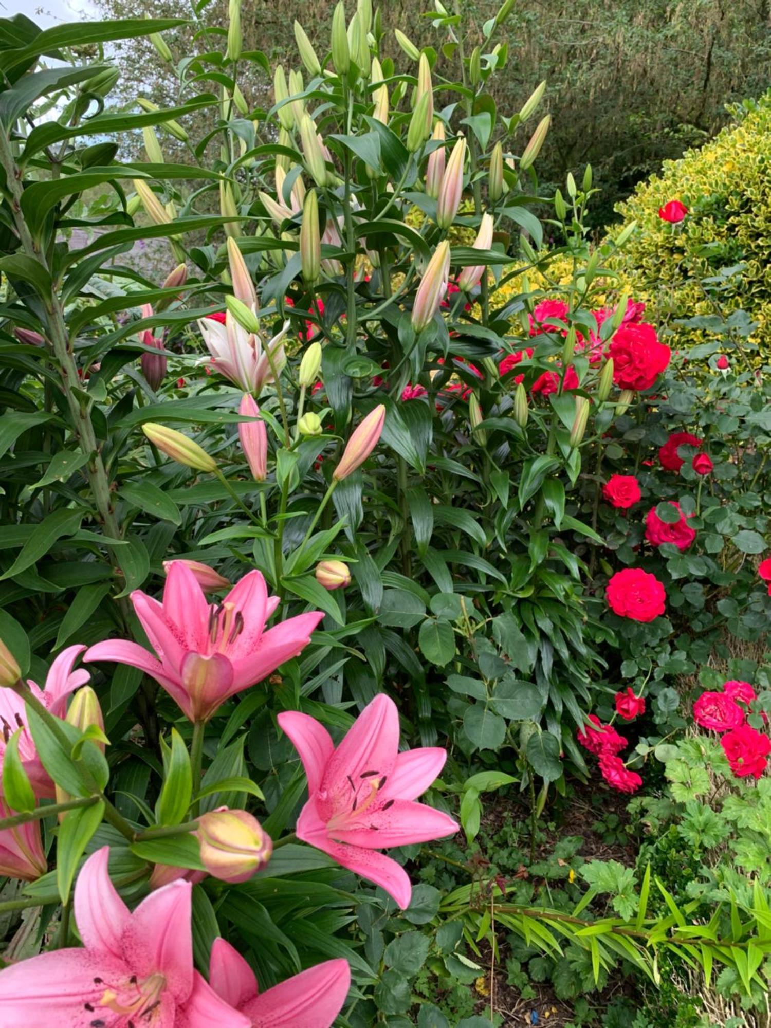 Clone Country House 어흐림 외부 사진 Lilium × hybridum